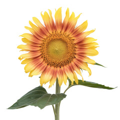 Obraz premium Sunflower Flower Icon Pink Glossy Element 3D Render Transparent PNG Flor de Girassol 