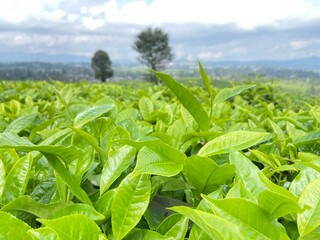 Close-up of fresh green tea leaves on a lush plantation with a scenic background of hills and...