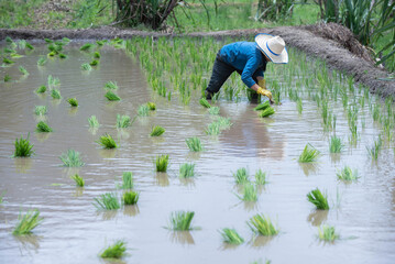 Farmers grow rice in terraced fields on hillsides during the rainy season, planting sanpatong 1 rice variety.