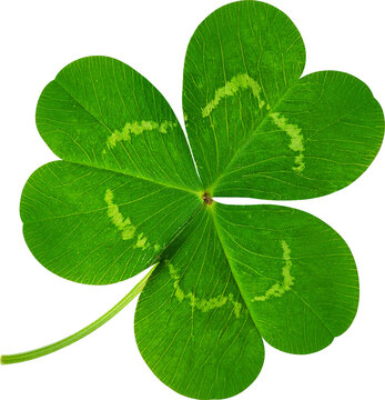 三つ葉のクローバー-Bilder: Stock-Fotos & -Videos. | Adobe Stock