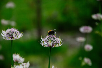 Bee collecting nectar on vibrant purple flowers in Reykjavik, Iceland garden