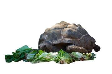 big african turtle eating cabbage on transparent background