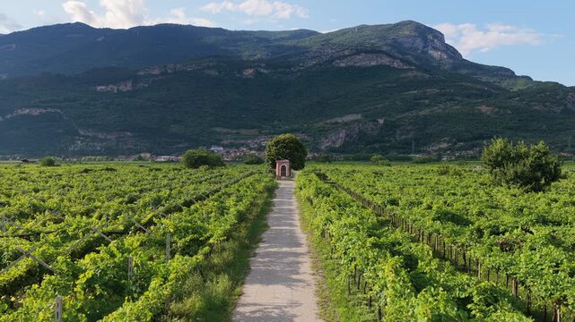 Panorama aereo estivo da drone in 4K dei vigneti e di un capitello votivo nei pressi di Volano in Vallagarina nella Provincia di Trento nella Regione Trentino Alto-Adige, sulle Alpi in Italia
