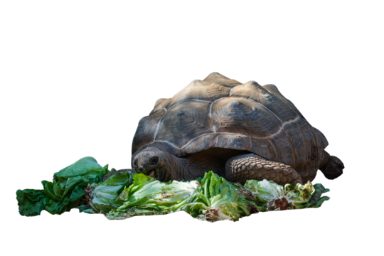 big african turtle eating cabbage on transparent background