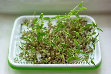 Healthy mung bean microgreens sprouting in tray on windowsill. Concept of indoor farming, clean nutrition, and eco-friendly lifestyle