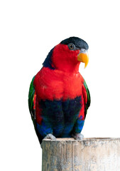 Lorikeet parrot sitting on a transparent background