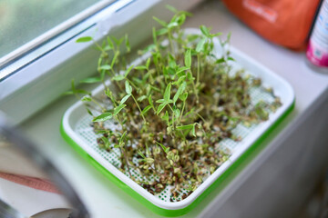 Tray of mung bean microgreens growing on a windowsill in natural light. Concept of indoor gardening, sustainable food, and healthy lifestyle