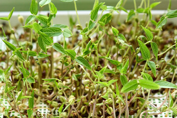 Vibrant mung bean microgreens growing densely in tray indoors. Concept of natural nutrition,...