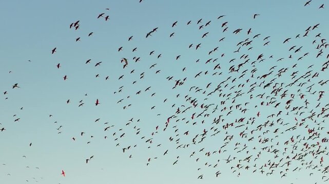Flight Of The Scarlet Ibis At Araioses In Maranhao Brazil. Wildlife Landscape. Parnaiba Delta Waterfront. Maranhao Brazil. Sea Birds Animals. Flight Of The Scarlet Ibis At Araioses In Maranhao.