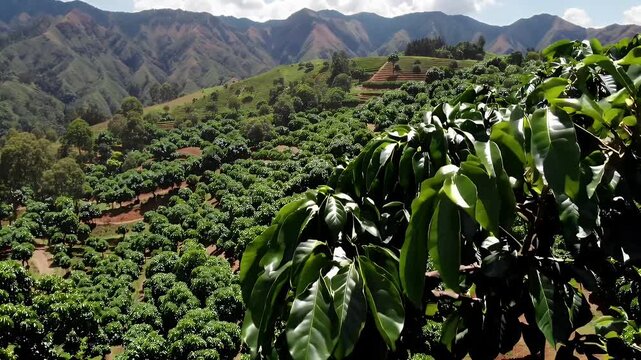 A detailed rural mountain agriculture scene displaying ripe red coffee cherries clustered on vibrant branches of a coffee plant in the lush Andean landscapes of a Colombian farming village
