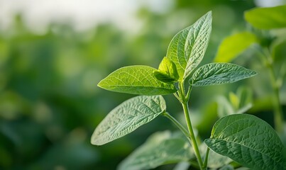 Fresh green soybean leaves with detailed venation pattern in morning sunlight, shallow depth of field creates soft bokeh background, agricultural crop close-up.