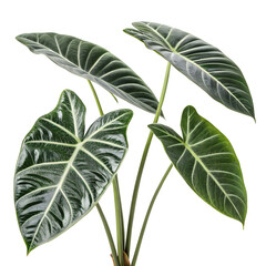 
Alocasia leaves isolated on transparent background