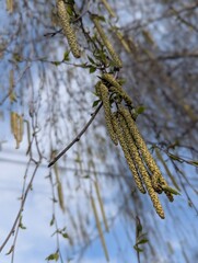 birch catkins in spring