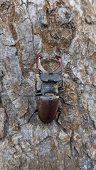 stag beetle on the tree
