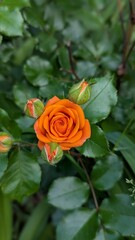 orange rose in garden