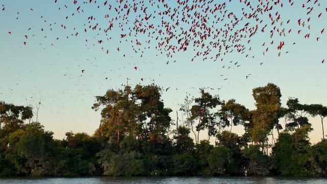 Flight Of The Scarlet Ibis At Araioses In Maranhao Brazil. Wildlife Landscape. Parnaiba Delta Waterfront. Maranhao Brazil. Sea Birds Animals. Flight Of The Scarlet Ibis At Araioses In Maranhao.