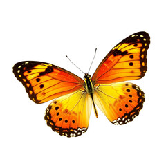 Butterfly with vibrant purple and teal wings isolated on white background