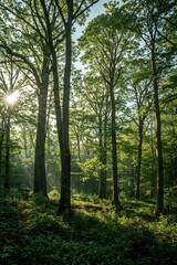 Obraz premium Green forest floor illuminated by scattered morning sunlight, great for tranquil design, eco-tourism, or forest wallpapers