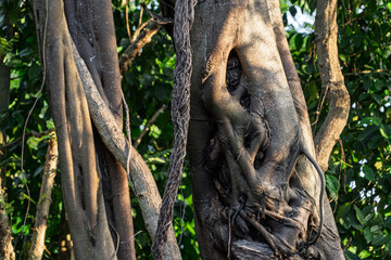 Tree Roots and Parasitic Vines Entwined