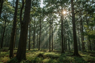Obraz premium Dense green forest with tall trees and sunbeams filtering through leaves during morning, ideal for nature visuals and eco concepts