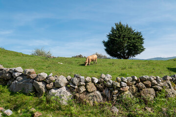 Serene Rural Landscape Featuring Pasture, Grazing Cow, Tree, and Stone Fence in spain