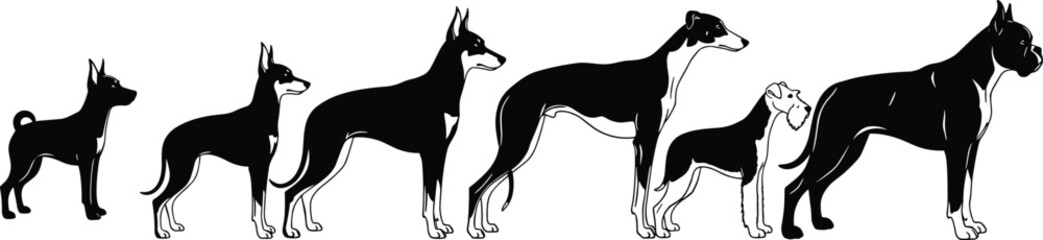 Dog breed size comparison illustration, silhouette of dogs in row, growing size, pet breeds chart, black and white graphic vector
