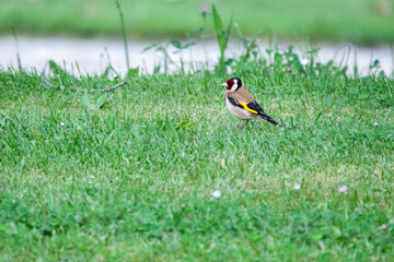 Carduelis carduelis or finch in green grass in the garden