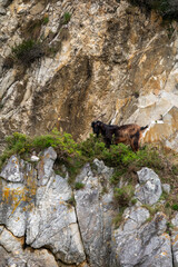 Mountain Goat Perched on Rocky Cliff Surrounded by Greenery and Rugged Terrain