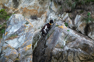 Mountain Goat Perched on Rocky Cliff Surrounded by Greenery and Rugged Terrain