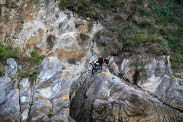 Mountain Goat Perched on Rocky Cliff Surrounded by Greenery and Rugged Terrain