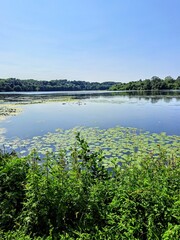 A wide river with water lilies on the water, a forest on the other bank and a blue clear sky and with a green grassy bank in the foreground,