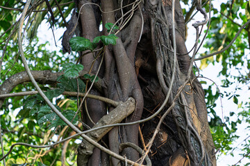 Tree Roots and Parasitic Vines Entwined