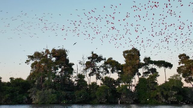 Flight Of The Scarlet Ibis At Araioses In Maranhao Brazil. Wildlife Landscape. Parnaiba Delta Waterfront. Maranhao Brazil. Sea Birds Animals. Flight Of The Scarlet Ibis At Araioses In Maranhao.