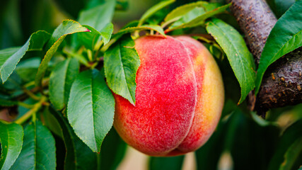 Ripe peach grows in a lush green orchard, surrounded by vibrant leaves under the bright summer sun