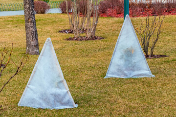 Bush protection with agrofabric. Bushes covered with agrofibre. Preparing the garden and plants for winter