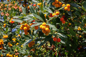 Fruiting Arbutus Unedo Tree with Red and Orange Berries
