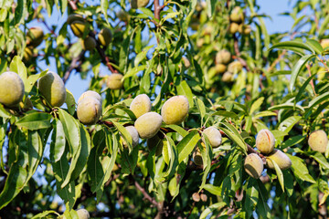 Ripe almonds grow on tree, close up. Almond shell inside its green husk. Mature open almond nut...