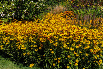 Vibrant yellow flowers in full bloom creating a lively garden landscape in summer sunlight
