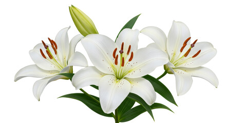 Fototapeta premium Blooming White Flowers Arrangement with Green Leaves Isolated
