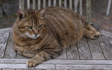 Domestic tabby cat lying comfortably on a weathered wooden table outdoors, looking away with a relaxed and calm expression.