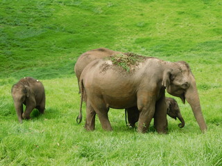 Fototapeta premium elephants in the wild searching for food