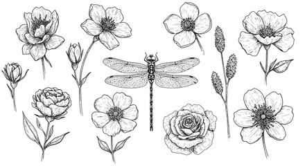 Detailed Pen and Ink Illustration of Flowers, Buds, Dragonfly and Grasses on White