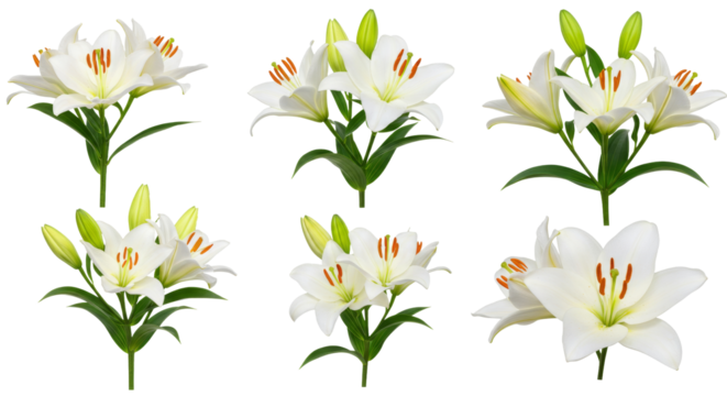 Arrangement of White Lily Flowers Isolated on White Background