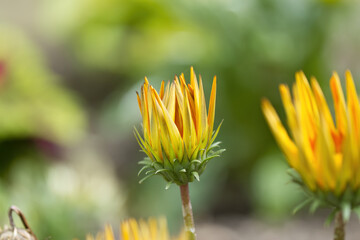 beautiful treasure flower, delicate opening midday flowers, opening yellow flowers, half open flowers, gazania flowers, spring flowers