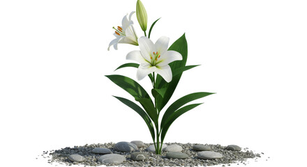 Fototapeta premium Blooming White Lily with Green Leaves and Smooth Stones