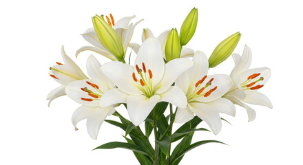 Fototapeta premium Blooming White Lilies with Green Leaves on White Background