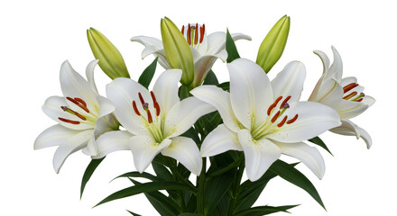 Fototapeta premium Blooming White Lily Flowers Arrangement on White Background