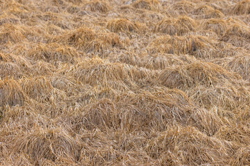 Dry grass field in natural outdoor setting during daytime, full-frame view.