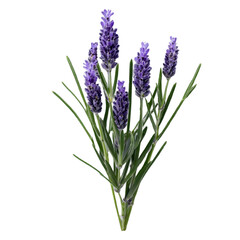 Fototapeta premium Lavender, botanical theme, isolated, no background, transparent, PNG File