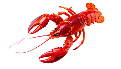 Boiled red lobster with large claws and antennae isolated on transparency background